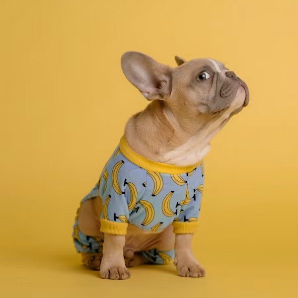 Produk Anjing
