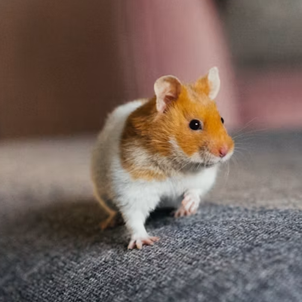 Produk Hamster